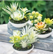 Potted succulent arrangements